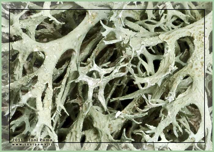 Lichene frondoso siciliano